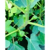 Plantiflor Feige Brown Turkey Topf Durchmesser 23 cm