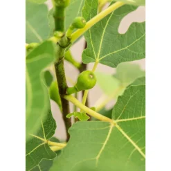 Plantiflor Feige Firoma Topf Durchmesser 23 cm