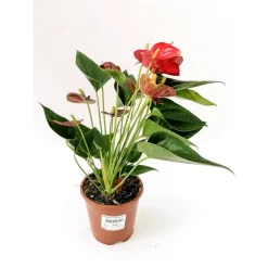 Plantiflor Flamingoblume rit 45-50 cm T14