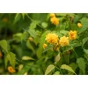 Plantiflor Gefüllter Ranunkelstrauch Topf Durchmesser 19 cm