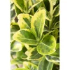 Plantiflor Gelbbunter Japanspindel Aureo-Marginatus Topf Durchmesser 15 cm