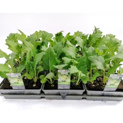 Plantiflor Gemüsejungpflanze Kohlrabi weiß 6er-Tray