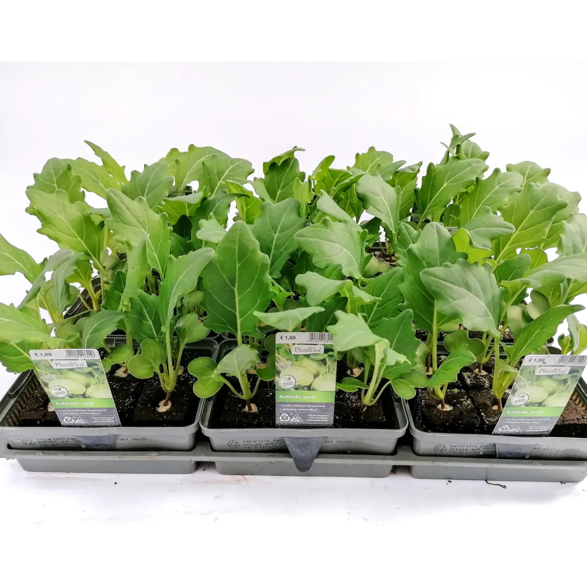 Plantiflor Gemüsejungpflanze Kohlrabi weiß 6er-Tray