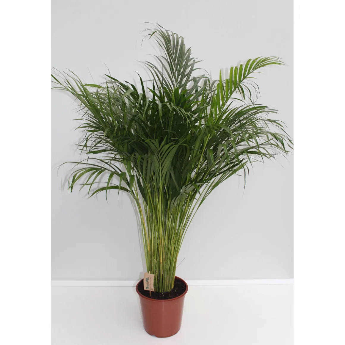 Plantiflor Goldfruchtpalme Topf Durchmesser 24 cm