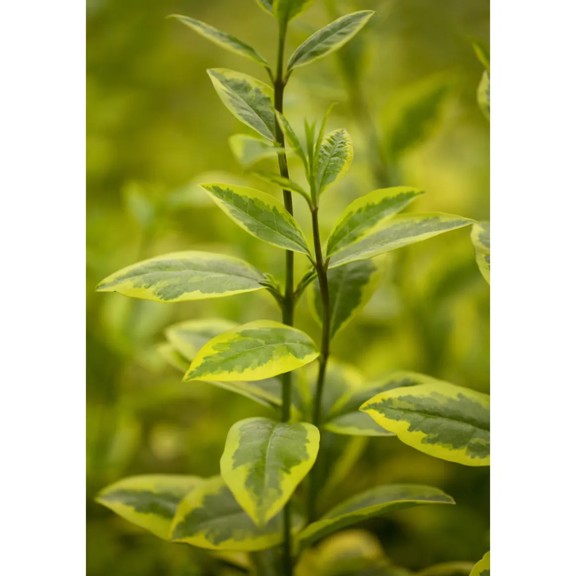 Plantiflor Gold-Liguster Aureum Topf 22 cm