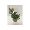 Plantiflor Gourmet Aroma-Salbei T12