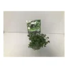 Plantiflor Gourmet Zitronenthymian grünlaubig und gold T12
