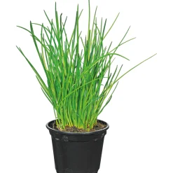 Plantiflor Gourmetkräuter Salatkräuter und Kräuterbutter Topf Durchmesser 13 cm