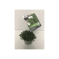 Plantiflor Gourmetkräuter Thymian Topf Durchmesser 12 cm