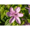 Plantiflor Großblumige Waldrebe Hagley Hybrid Topf Durchmesser 17 cm