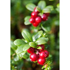 Plantiflor Großfruchtige Moosbeere Topf Durchmesser 17 cm