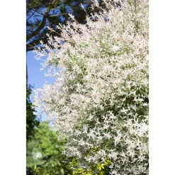 Plantiflor Harlekinweide Hakuro Nishikii Topf Durchmesser 20 cm