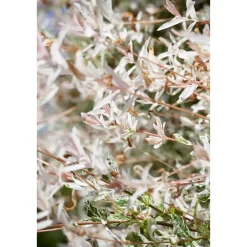 Plantiflor Harlekinweide Hakuro Nishikii Stamm 40 cm Topf Durchmesser 17 cm