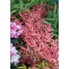 Plantiflor Heiliger Bambus Topf Durchmesser 15 cm