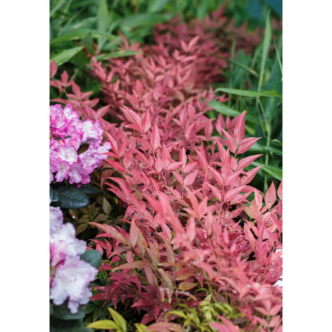 Plantiflor Heiliger Bambus Topf Durchmesser 15 cm