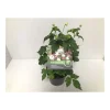 Plantiflor Herbstanemone P13