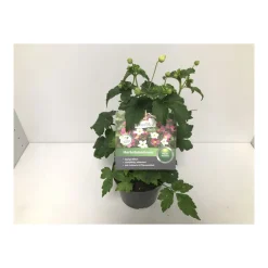 Plantiflor Herbstanemone P13