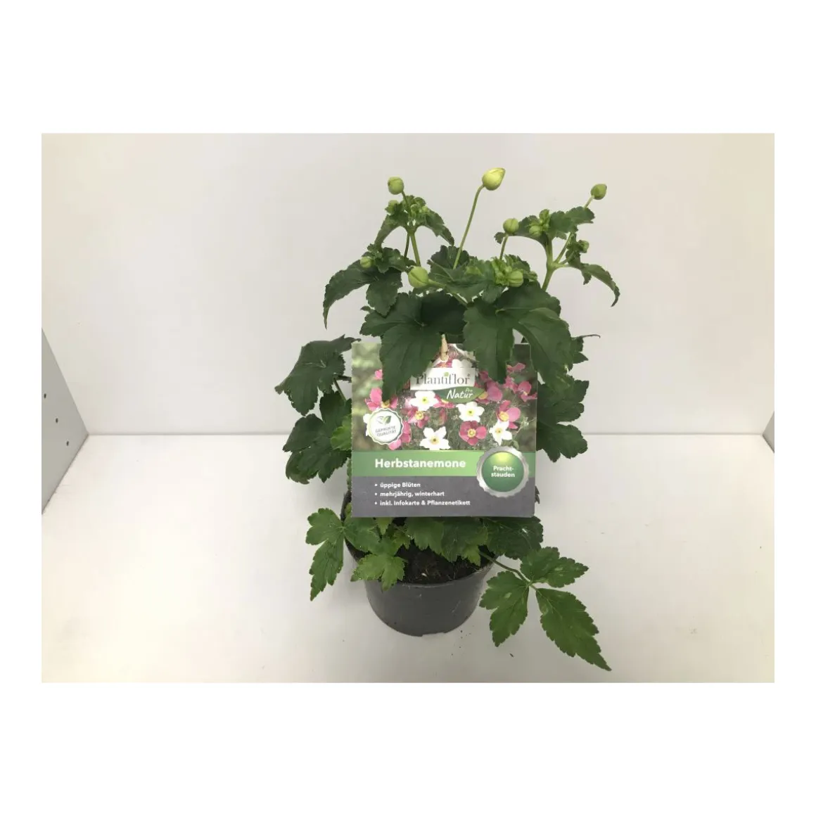 Plantiflor Herbstanemone P13