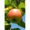 Plantiflor Herbstapfel Cox Orange Busch Topf Durchmesser 28 cm