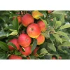 Plantiflor Herbstapfel Elstar Busch Topf Durchmesser 28 cm