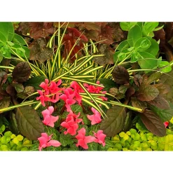 Plantiflor Herbstgarten 6er-Pack Topf Durchmesser 9 cm