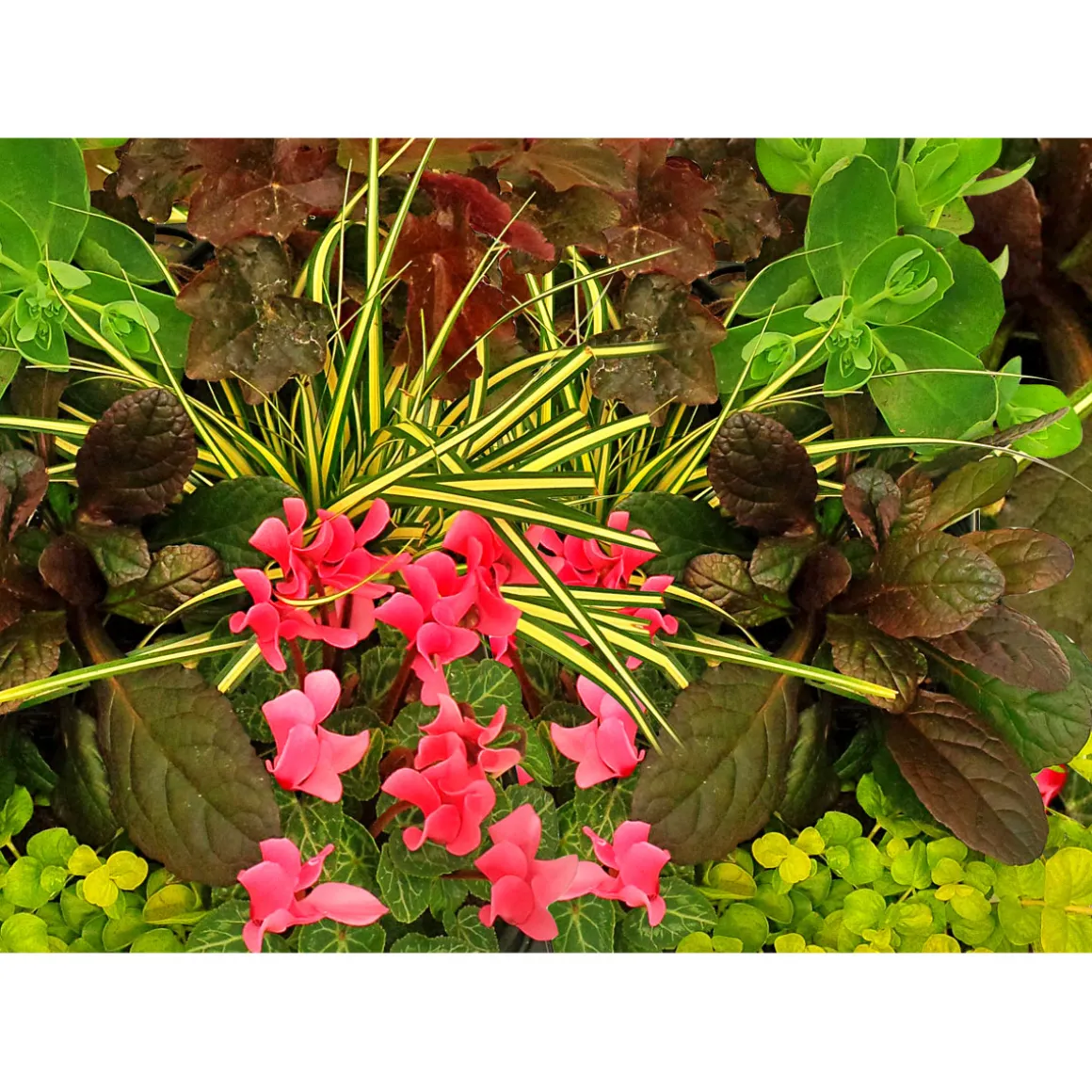 Plantiflor Herbstgarten 6er-Pack Topf Durchmesser 9 cm