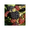 Plantiflor Hänge Brombeere Black Cascade Topf Durchmesser 17 cm