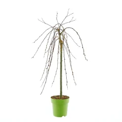 Plantiflor Hängekätzchenweide Topf Durchmesser 17 cm