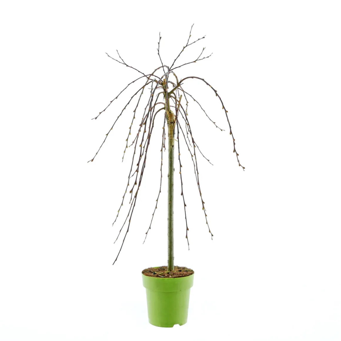 Plantiflor Hängekätzchenweide Topf Durchmesser 17 cm