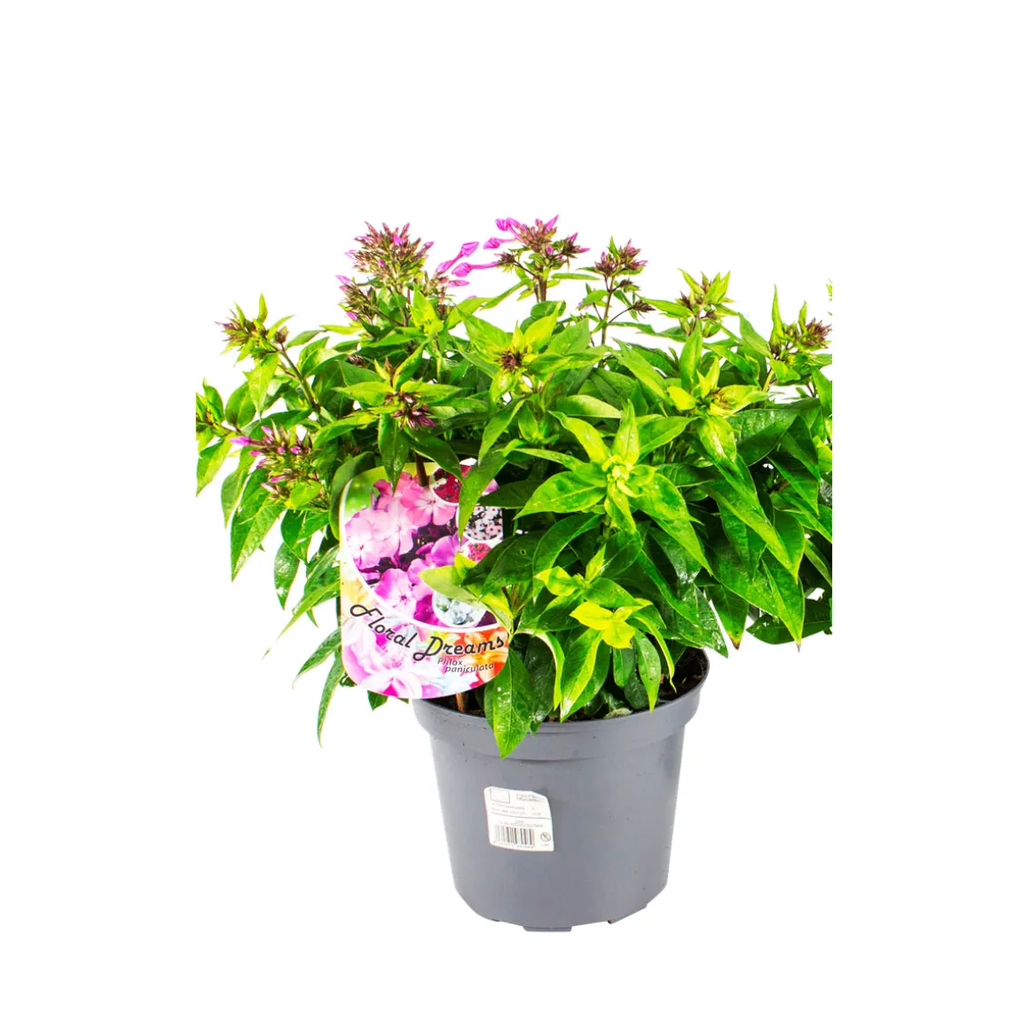 Plantiflor Hohe Flammenblume Topf- Durchmesser 19 cm