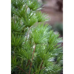 Plantiflor Japanische Schirmtanne Topf Durchmesser 19 cm