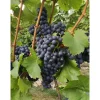 Plantiflor Kernlose Weintraube Blaue Beeren Topf Durchmesser 19 cm