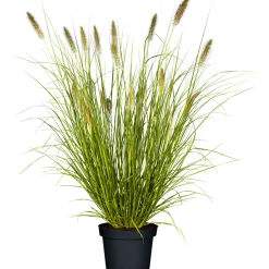 Plantiflor Lamputzergras Hameln Topf Durchmesser 17 cm