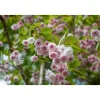 Plantiflor Mandelbäumchen Topf Durchmesser 21 cm