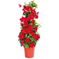Plantiflor Mandevilla Pyramide Topf Durchmesser 17 cm