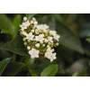 Plantiflor Mittelmeer Schneeball Topf Durchmesser 15 cm