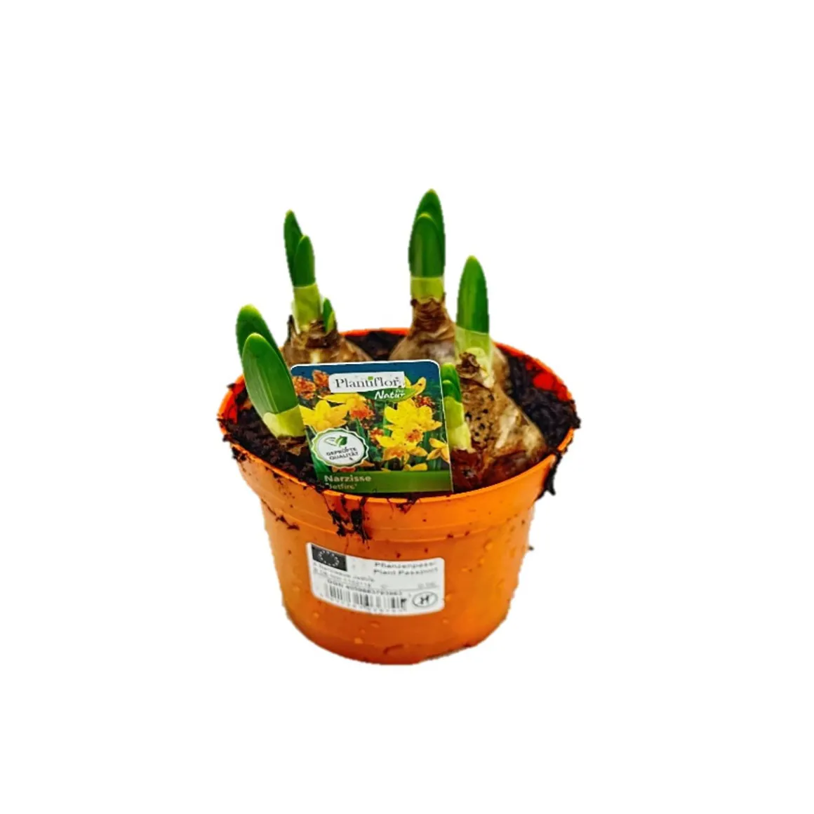 Plantiflor Narzisse Jetfire Topf Durchmesser 10,5 cm