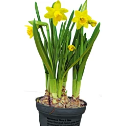 Plantiflor Narzisse Sondersorten Topf Durchmesser 13 cm