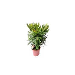 Plantiflor Oleander Busch 60-80 cm T20