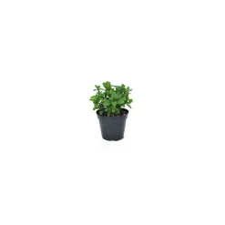 Plantiflor Pfefferminze Maroccana T14