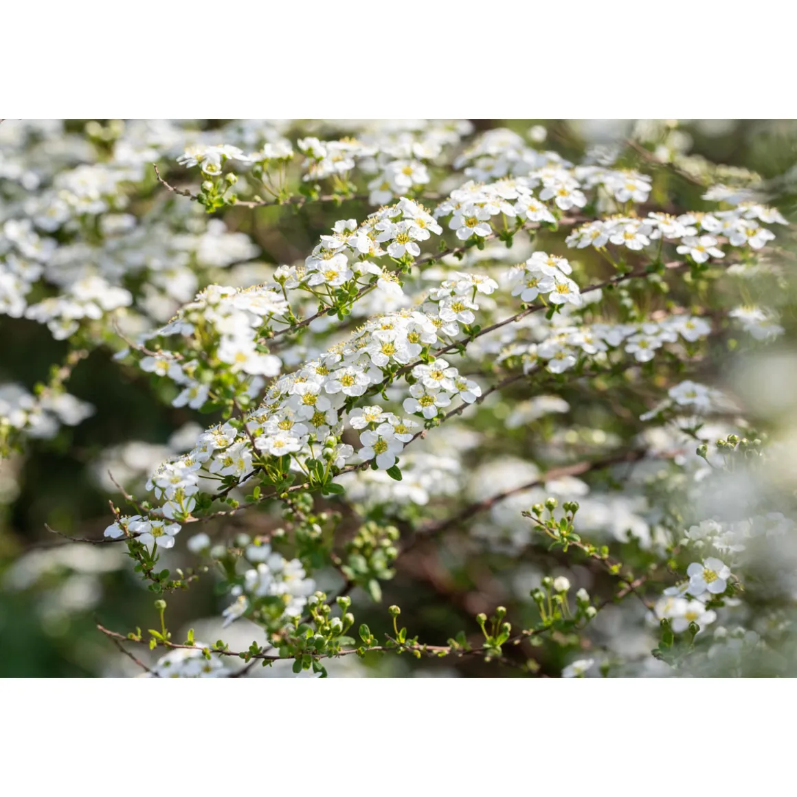 Plantiflor Prachtspiere Topf Durchmesser 19 cm