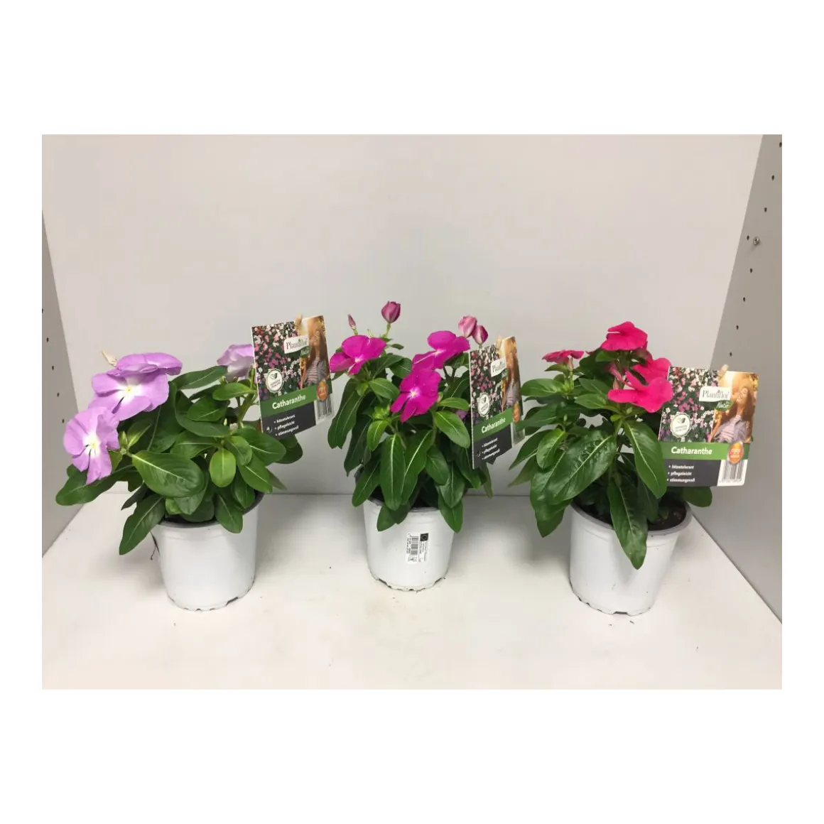 Plantiflor Rosafarbene Catharanthe verschiedene Farben T12