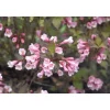 Plantiflor Rotblättrige Weigelie Purpurea Topf Durchmesser 19 cm