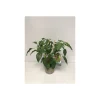 Plantiflor Rote Chili Pick-a-Hot T14