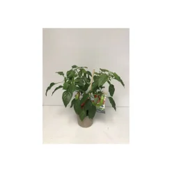 Plantiflor Rote Chili Pick-a-Hot T14