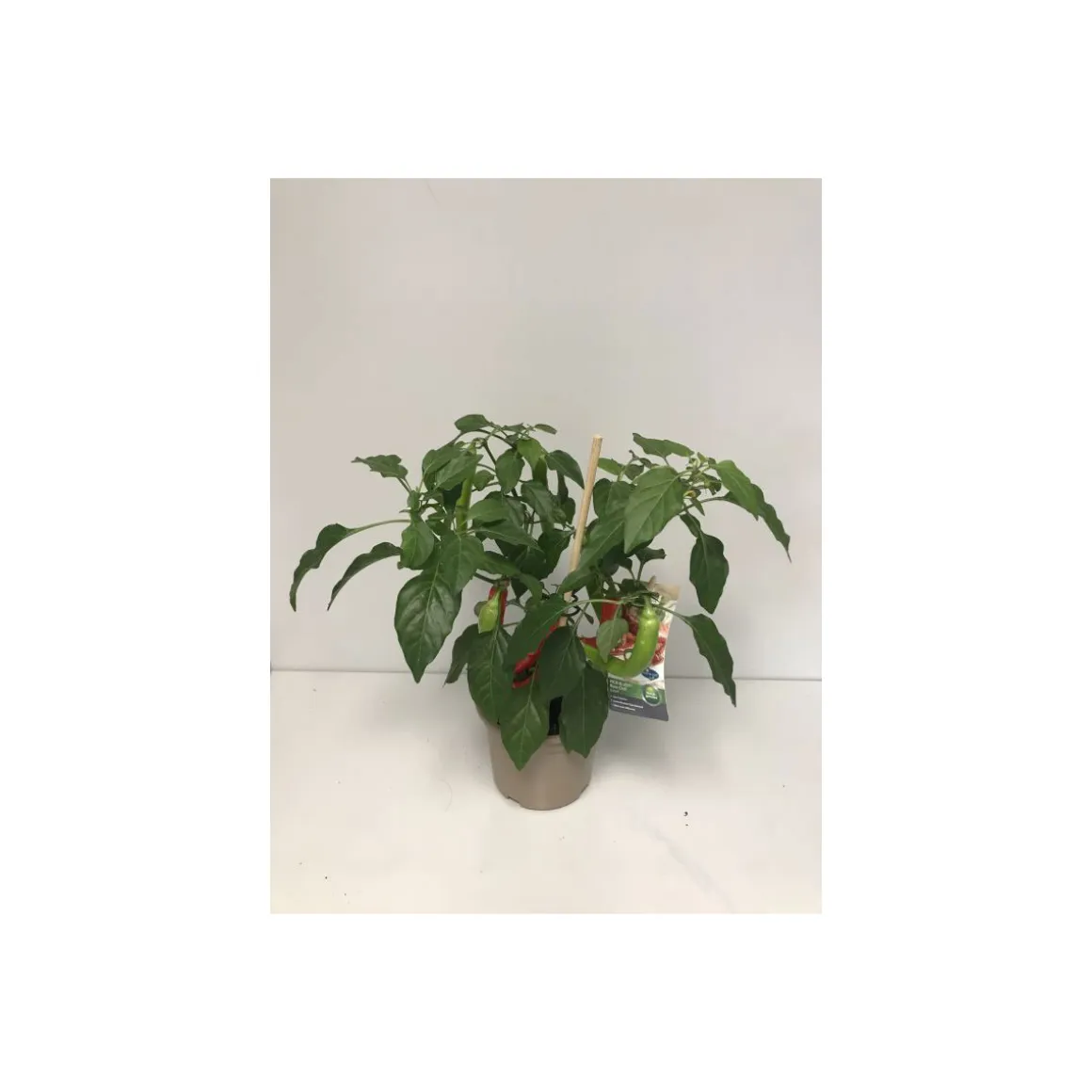 Plantiflor Rote Chili Pick-a-Hot T14