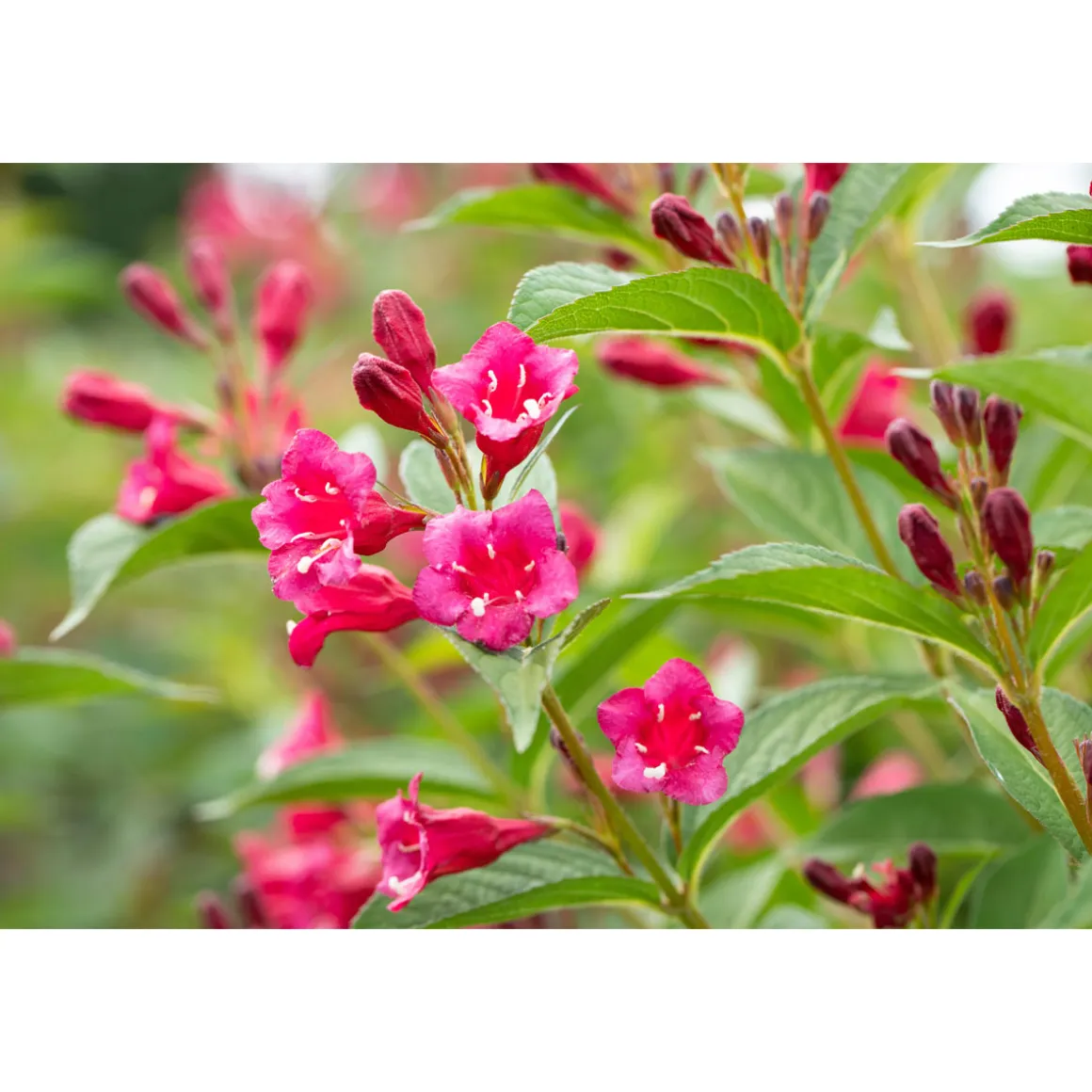 Plantiflor Rote Weigelie Bristol Ruby Topf Durchmesser 19 cm