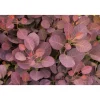 Plantiflor Roter Perückenstrauch Topf Durchmesser 23 cm