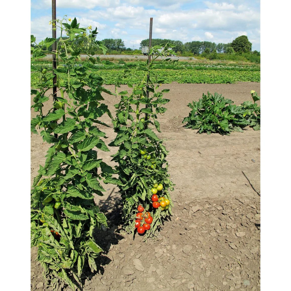 Plantiflor Runde Tomate Harzfeuer Topf Durchmesser 11 cm