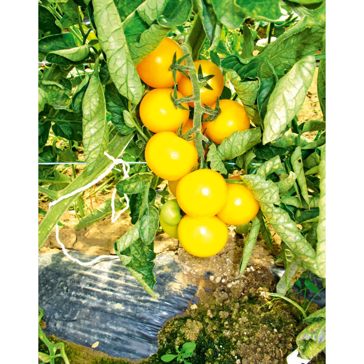Plantiflor Runde Tomate Harzfeuer Topf Durchmesser 11 cm